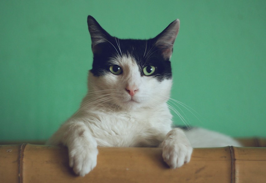 Un chat noir et blanc observe avec curiosité
