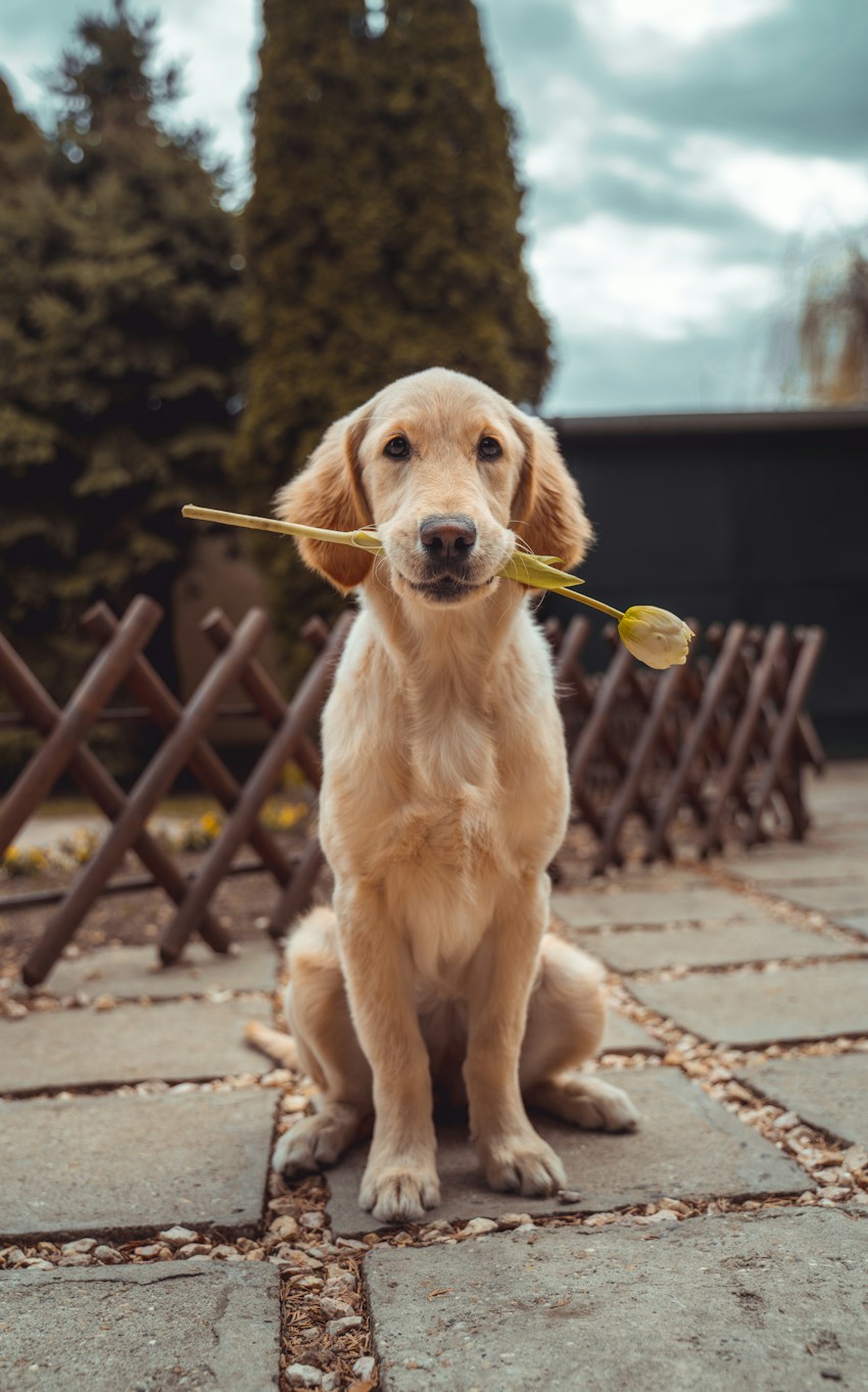 Un golden retriever au pelage doré