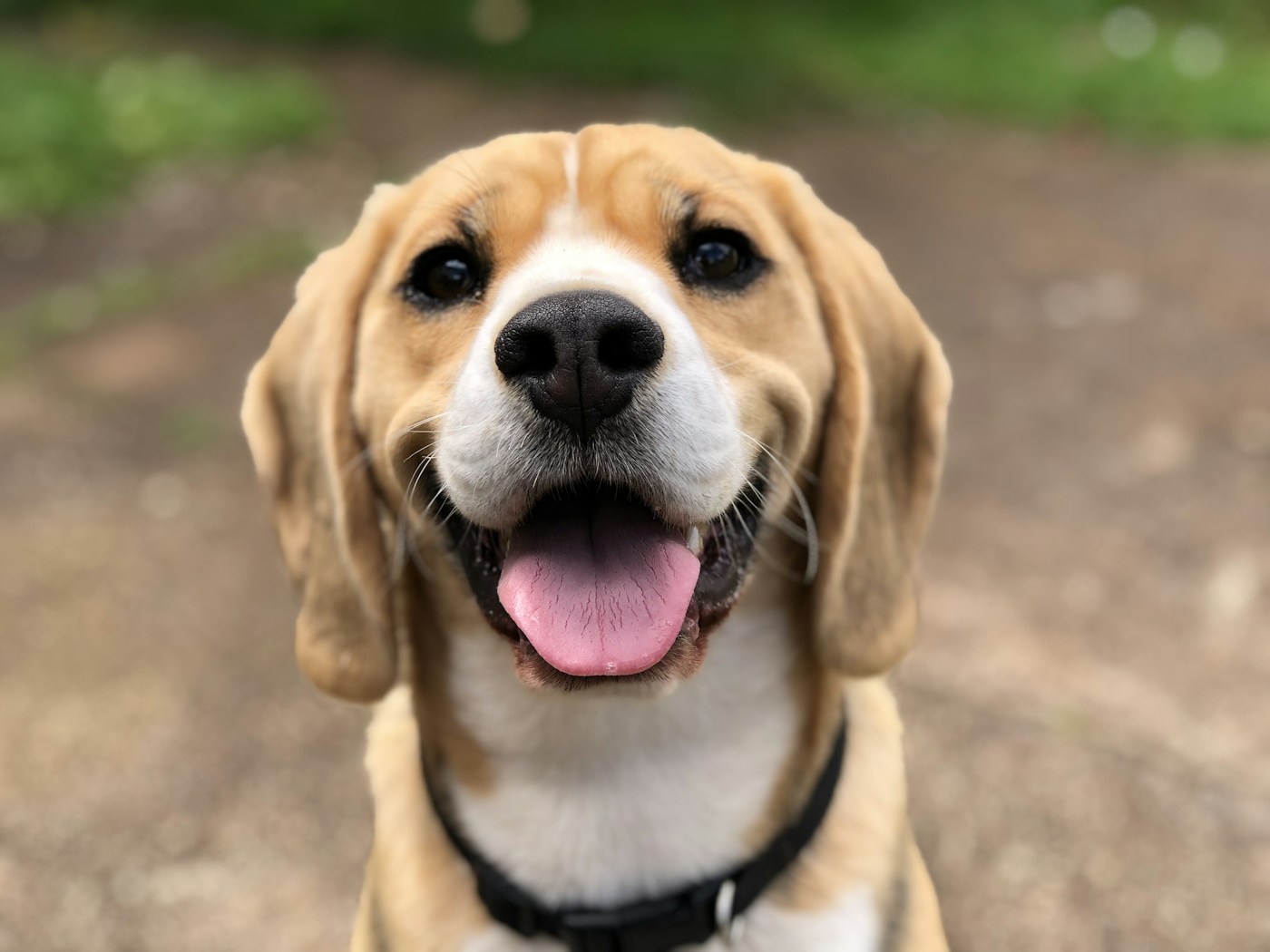 Un beagle au regard curieux profite d’un moment en plein air