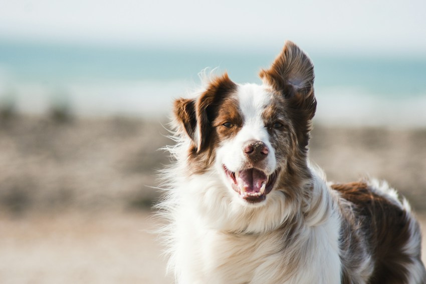Un chien prend la pose avec une expression joyeuse