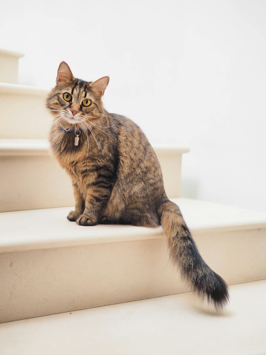 Un chat profite d’un moment de calme